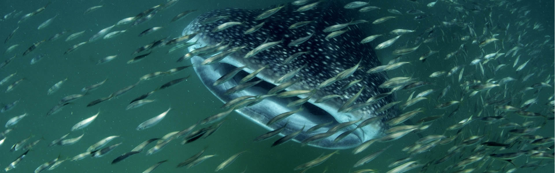 Swimming with whale sharks